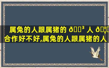 属兔的人跟属猪的 🐳 人 🦁 合作好不好,属兔的人跟属猪的人合作好不好呀